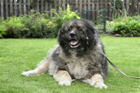 Caucasian Shepherd Dog Prices in 2024: Purchase Cost, Vet .